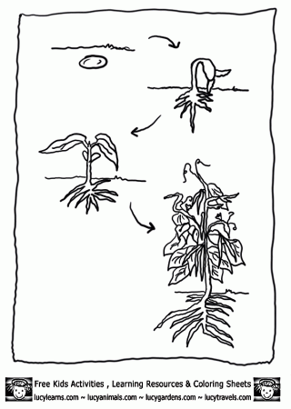 Plant Life Cycle Coloring Worksheet - High Quality Coloring Pages