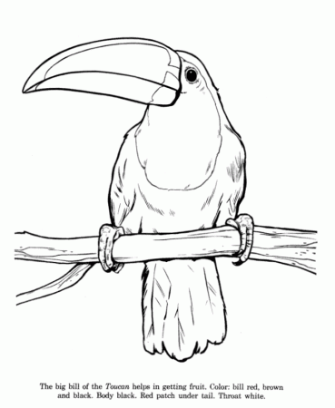 Animal Drawings Coloring Pages | Toucan bird identification 