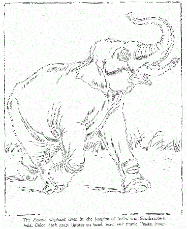 Cartoon Elephant Coloring Pages | Free coloring pages