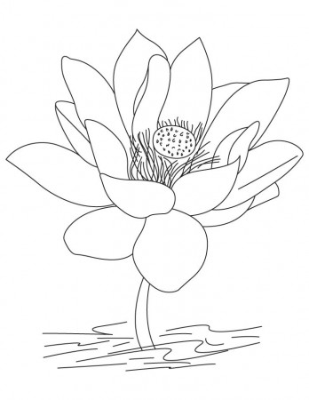 Lotus-a national flower of India coloring pages | Download Free 