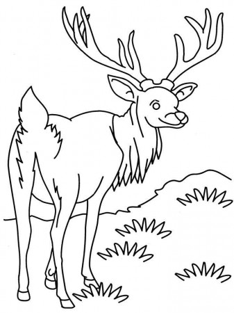 Antelope smiling coloring page: Antelope smiling coloring page
