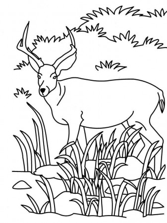 Antelope coloring printable page: Antelope coloring printable page