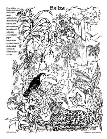 Belize Rainforest Hidden Picture and Coloring Page -- Exploring 