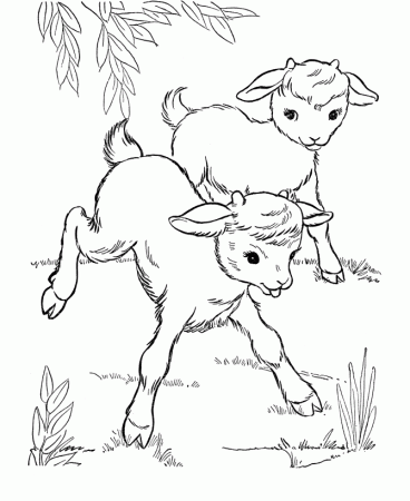Farm Animal Coloring Pages | Printable Baby goats Coloring Page 