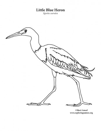 Heron (Little Blue) Coloring Page