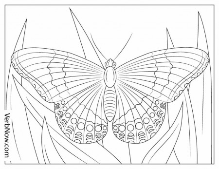 Free MOTH Coloring Pages & Book for Download (Printable PDF) - VerbNow