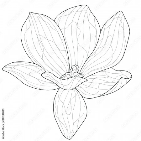 Magnolia flower.Coloring book antistress for children and adults.  Zen-tangle style.Black and white drawing Stock Vector | Adobe Stock