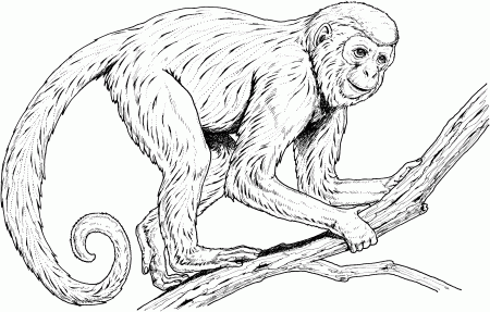 Chimpanzee Coloring Pages - GetColoringPages.com
