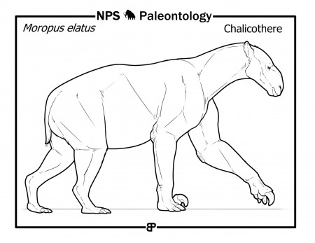 Prehistoric Life Coloring Book - Fossils and Paleontology (U.S. National  Park Service)