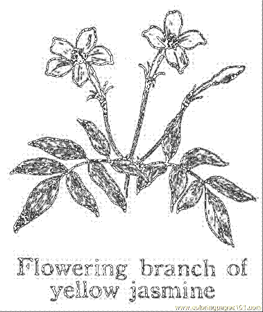 Jasmine 1 Coloring Page - Free Flowers Coloring Pages ...