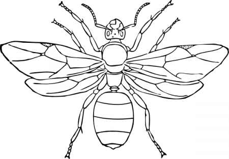 Insect wasp coloring page Lowland seed the wasp bigwing | Ashla ...