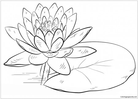 Water Lily and Pad Coloring Page - Free Coloring Pages Online