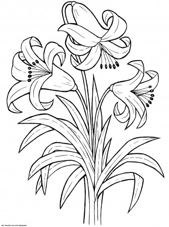 Printable Lily Flower Coloring Pages