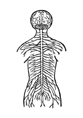 Free Nervous System Cliparts, Download Free Nervous System Cliparts png  images, Free ClipArts on Clipart Library