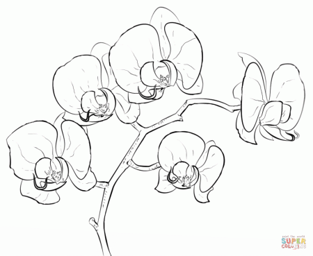 Orchid coloring page | Free Printable Coloring Pages