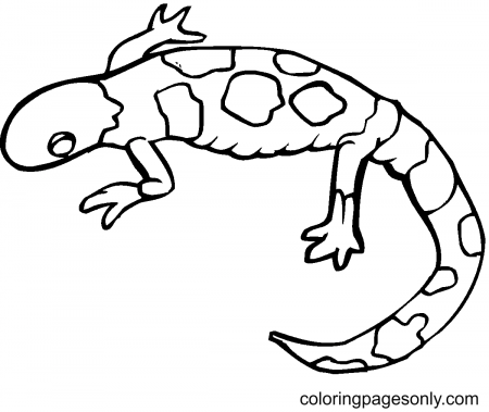 Colorful Gecko Coloring Pages - Lizard Coloring Pages - Coloring Pages For  Kids And Adults