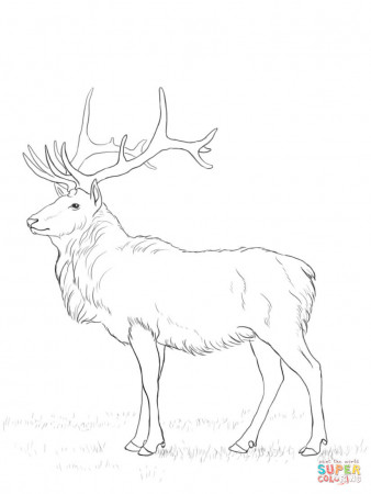 Deer coloring page | Free Printable Coloring Pages