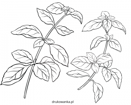 Basil garden herb coloring book to print and online