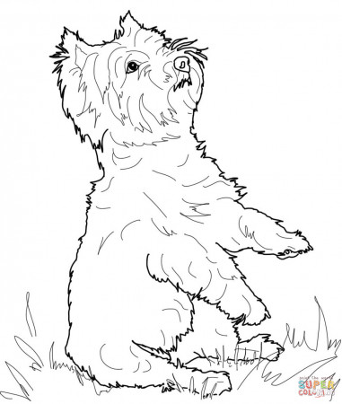 West Highland White Terrier coloring page | Free Printable Coloring Pages