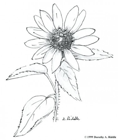 The best free Wildflower drawing images. Download from 127 ...