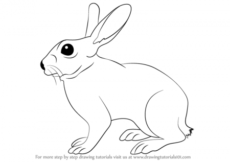 Learn How to Draw a Rabbit (Farm Animals) Step by Step : Drawing ...