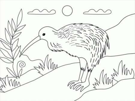 Kiwi Bird coloring page | Free Printable Coloring Pages