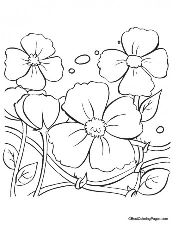 Poppy flowers coloring pages | Download Free Poppy flowers 