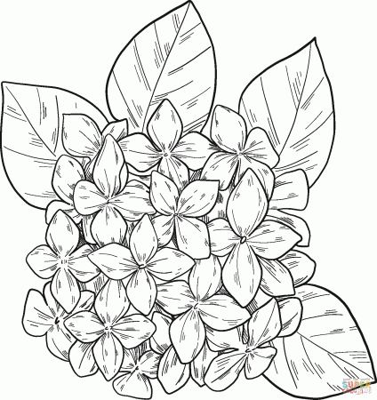Hydrangea coloring page | Free Printable Coloring Pages