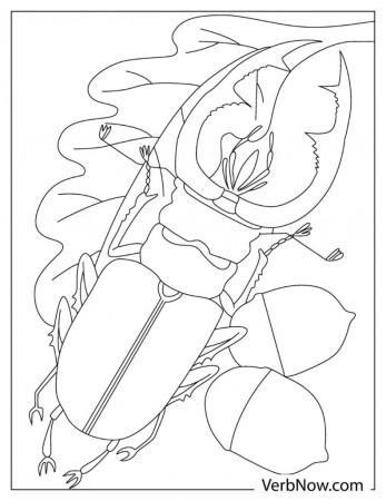 Free BEETLE Coloring Pages & Book for Download (Printable PDF) - VerbNow
