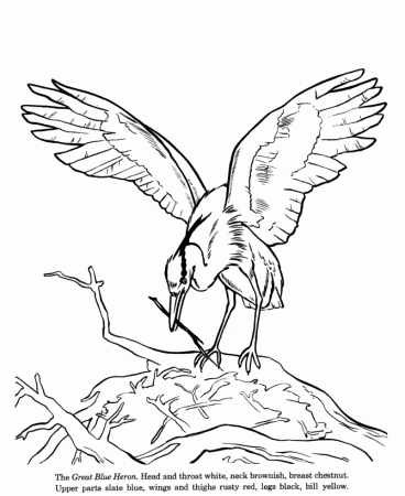 Animal Drawings Coloring Pages | Blue Heron bird identification drawing and coloring  pages | HonkingDonkey