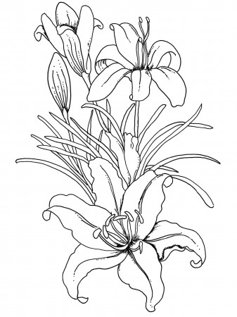Flower Coloring Pages for Adults - Bestofcoloring.com