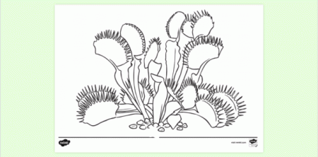 Venus Fly Trap Colouring Page | Colouring Sheets - Twinkl