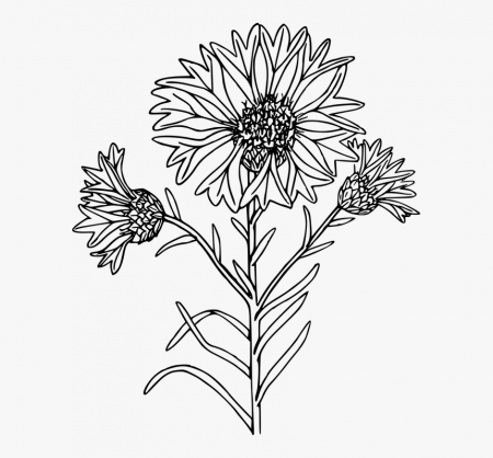 Wildflowers Png Black And White - Coloring Page, Transparent Png - kindpng
