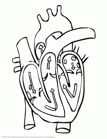 Anatomy Coloring Pages Heart | Printable Heart Anatomy Coloring Pages