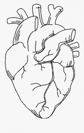 1409109_heart Anatomy Png Anatomicalheart Tattoo Hearttattoo Heart Coloring  Cat Musclees Human Body Free Bones – Approachingtheelephant