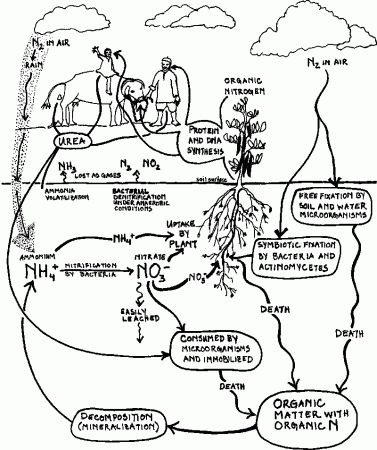 9.5.1 Soil pH and Plant Nutrition