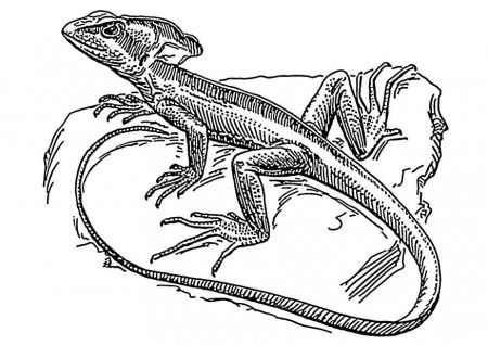 Coloring page lizard - basilisk - img 18908.