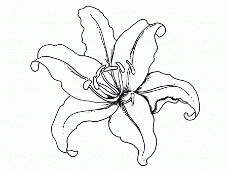 Flower Coloring Pages (19 Pictures) - Colorine.net | 6892