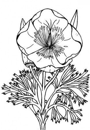 Eschscholzia California Poppy Coloring Page: Eschscholzia ...