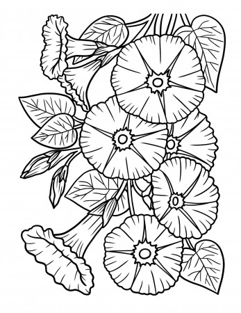 Premium Vector | Morning glory flower coloring page for adults