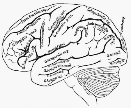 cartoon brain coloring page - Clip Art Library