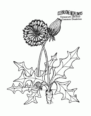 Dandelion Free Coloring Pages for Kids - Printable Colouring Sheets | Free coloring  pages, Dandelion color, Coloring pages for kids