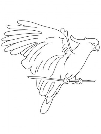 Cockatoo coloring pages. Download and print Cockatoo coloring pages