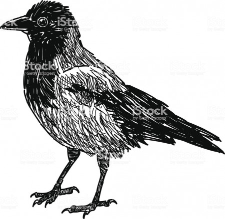 City Crow Stock Illustration - Download Image Now - iStock