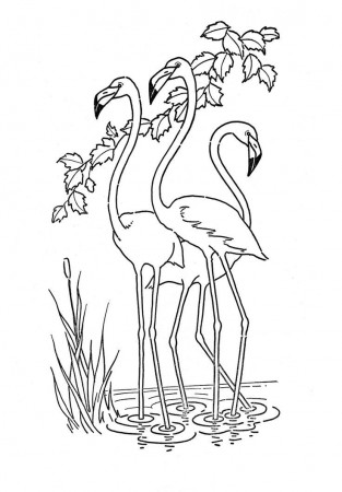 Kids Printable - Flamingo - Coloring Page | Flamingo coloring page ...