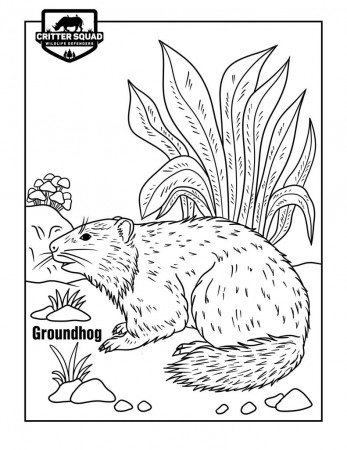 Mammal Coloring Pages - C.S.W.D