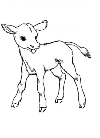 Baby Cows Coloring Pages : Kids Play Color
