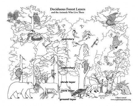 Forest Layers and Animals - Build a Giant Coloring Poster Activity