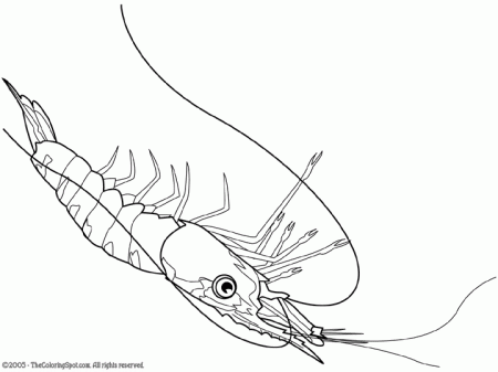 Shrimp Coloring Page | Audio Stories for Kids | Free Coloring ...