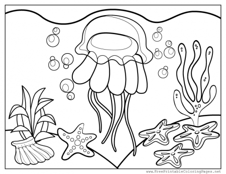 Picture Books about Jellyfish |